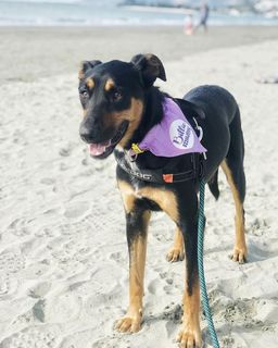 PET BANDANAS